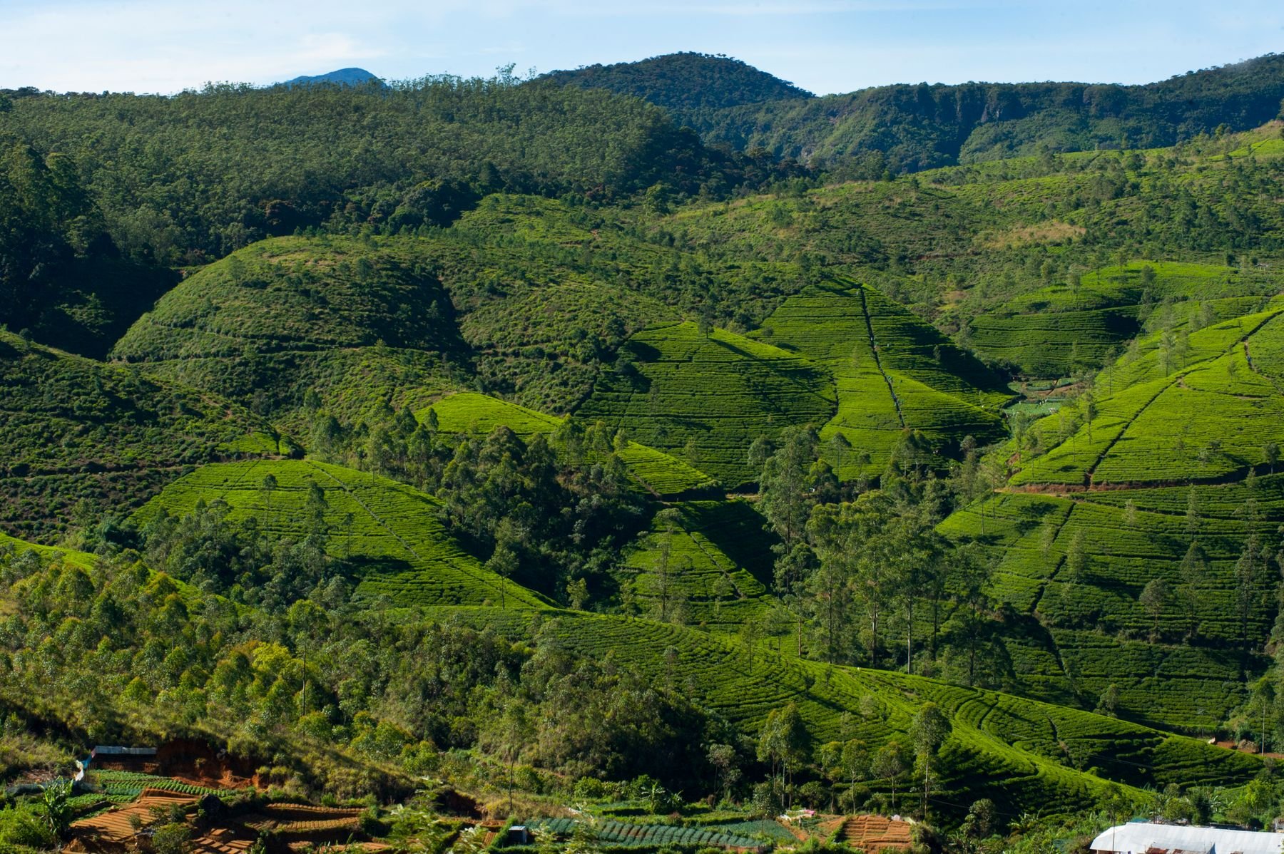 Green tea hills in Nuwara Eliya